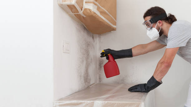 Professional Black Mold Remediation technician working in Woodward, PA