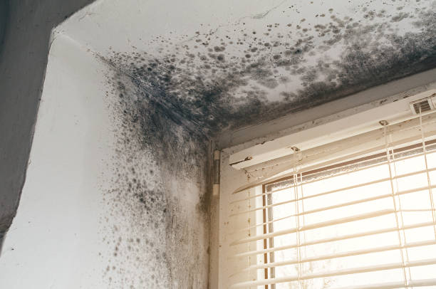Affordable Black Mold Remediation solutions in Woodward, PA