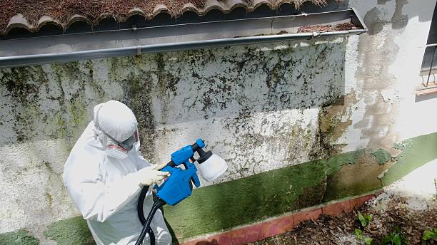 Top rated local Black Mold Remediation specialists in Woodward, PA